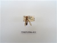 藏品(叉胸異腹胡蜂)的圖片